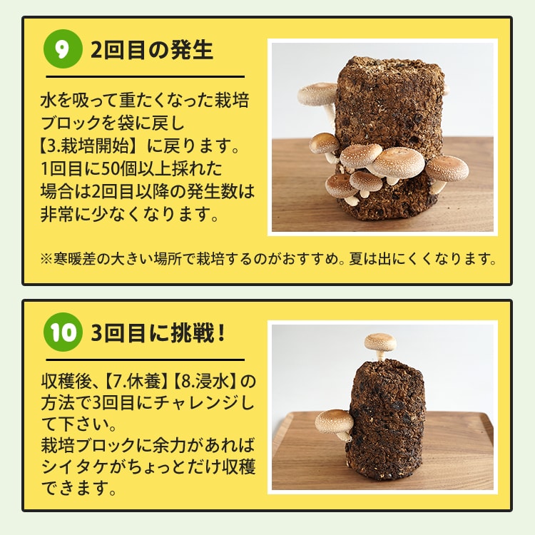 dショッピング |もりのしいたけ農園×HELLO KITTY| ハローキティ キティ