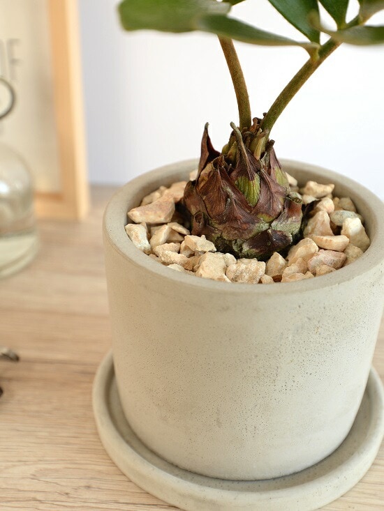 dショッピング |ザミア （プミラ） セメント シリンダー型 陶器鉢