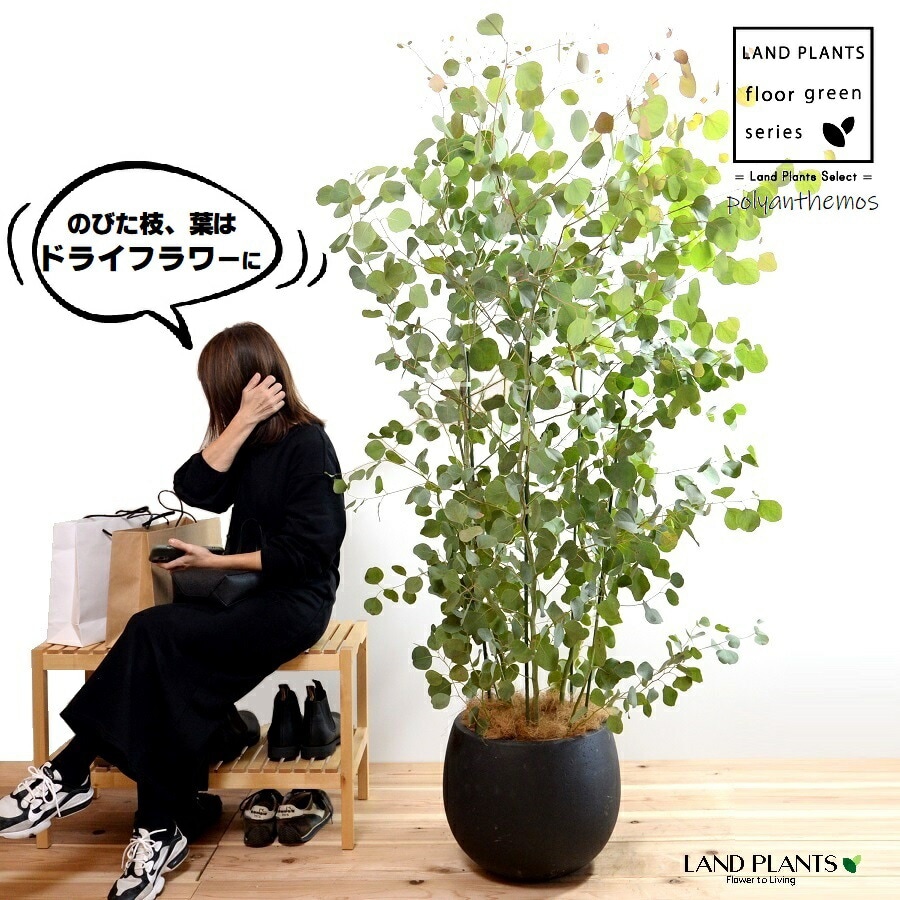 dショッピング |ユーカリ（ポポラス：丸葉） 10号 ぽってり