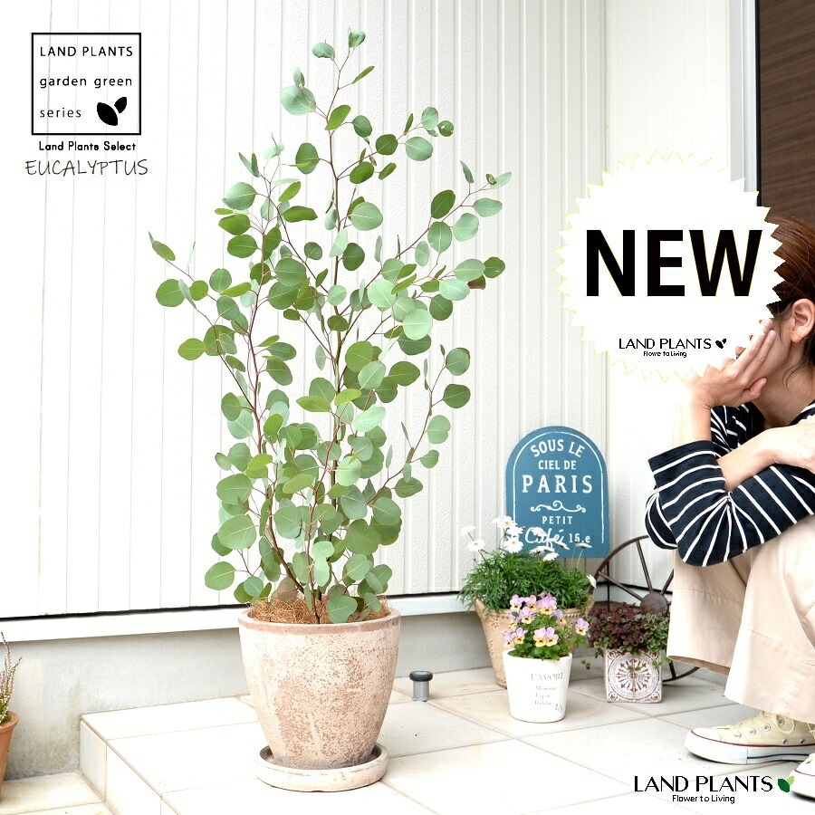 dショッピング |ユーカリ（ポポラス） 茶色 エッグ型 ラウンド