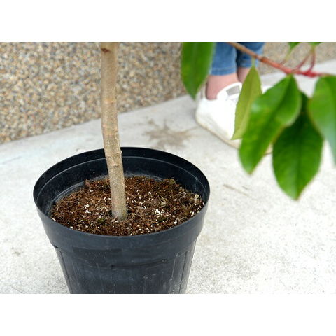 dショッピング |紅カナメモチ （レッドロビン） 6号 苗ポット 100cm