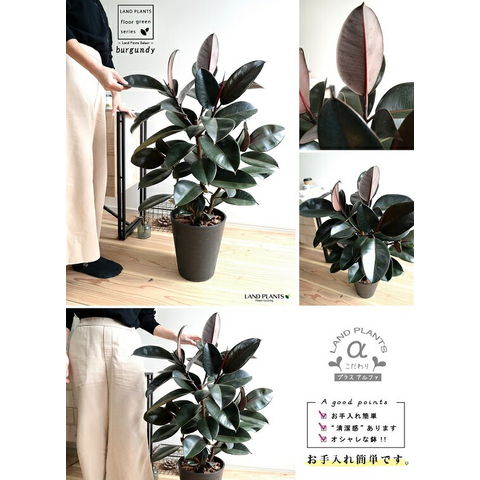 dショッピング |フィカス バーガンディー （黒ゴム） セラアート鉢