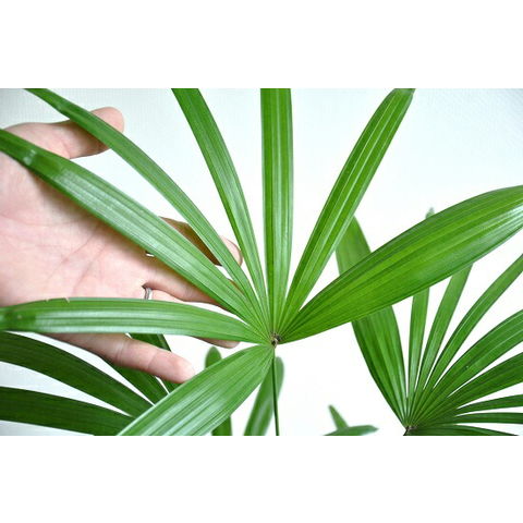 dショッピング |棕櫚竹（シュロチク） 茶色 エッグ型 ラウンド陶器鉢