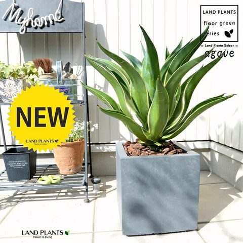 dショッピング |アガベ (ベネズエラ) 灰色 キューブ型 陶器鉢（バーク