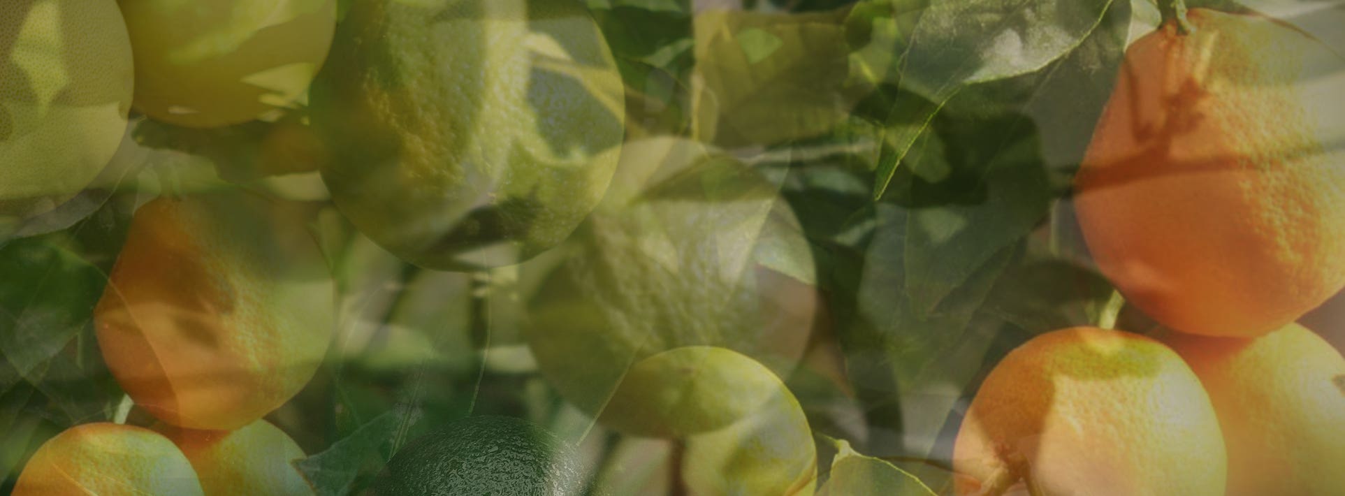 Dr. Vranjes Firenze ® Citrus Family Olfactory Frangrances | Dr