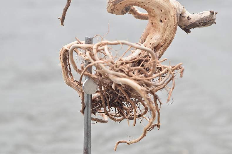 ドライ盆栽【真柏】 DRY BONSAI | DRY BONSAI｜ドライ盆栽｜枯れ盆栽