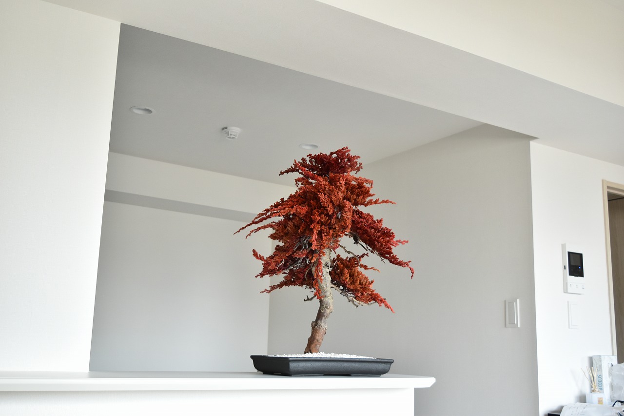 ドライ盆栽【紅葉】 DRY BONSAI | DRY BONSAI｜ドライ盆栽｜枯れ盆栽