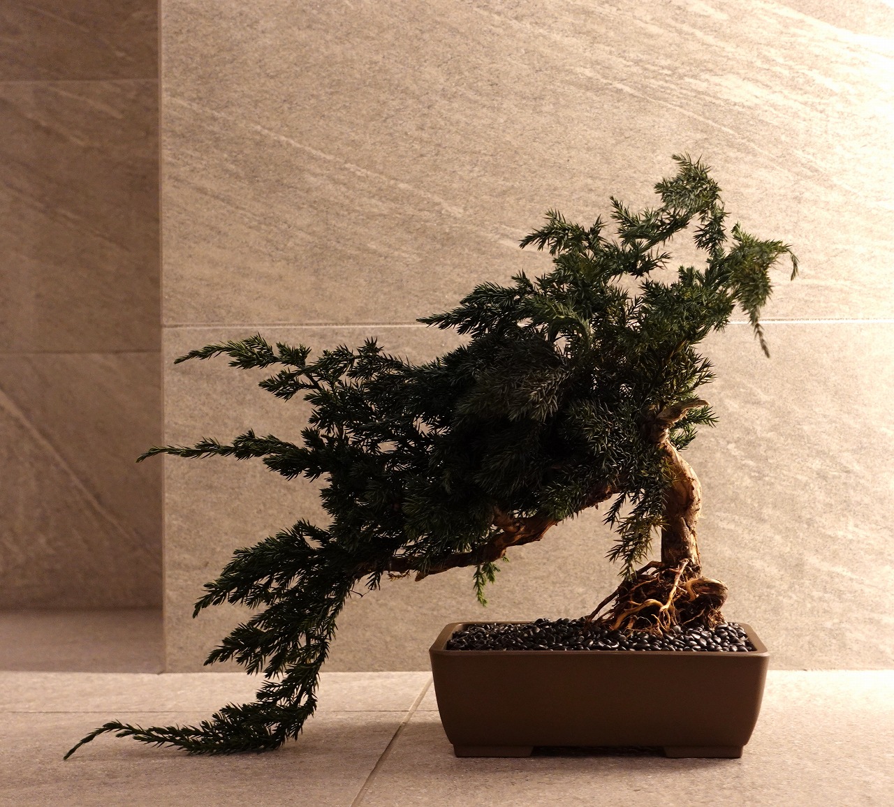 ドライ盆栽【浜風】 DRY BONSAI | DRY BONSAI｜ドライ盆栽｜枯れ盆栽