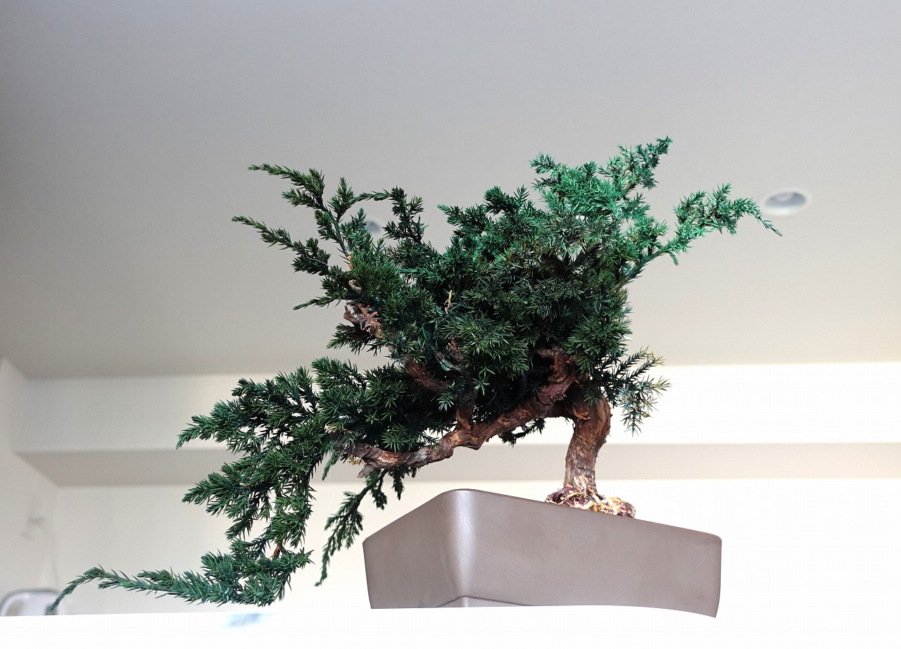 ドライ盆栽【浜風】 DRY BONSAI | DRY BONSAI｜ドライ盆栽｜枯れ盆栽