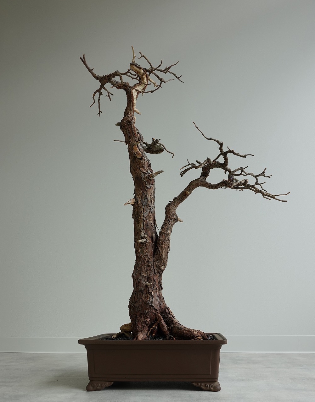 ドライ盆栽【枯淡の美】 DRY BONSAI | DRY BONSAI｜ドライ盆栽｜枯れ盆栽