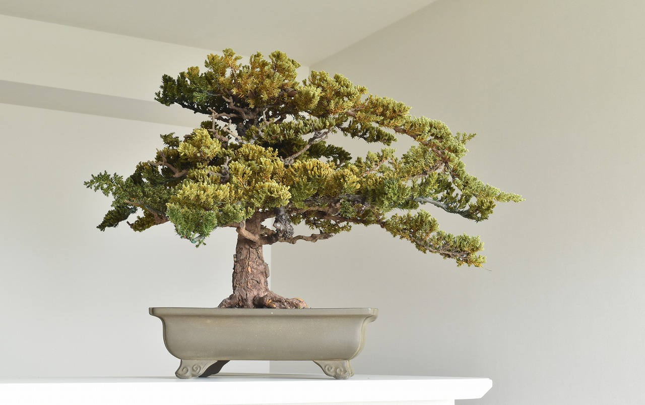 ドライ盆栽【風】 DRY BONSAI | DRY BONSAI｜ドライ盆栽｜枯れ盆栽