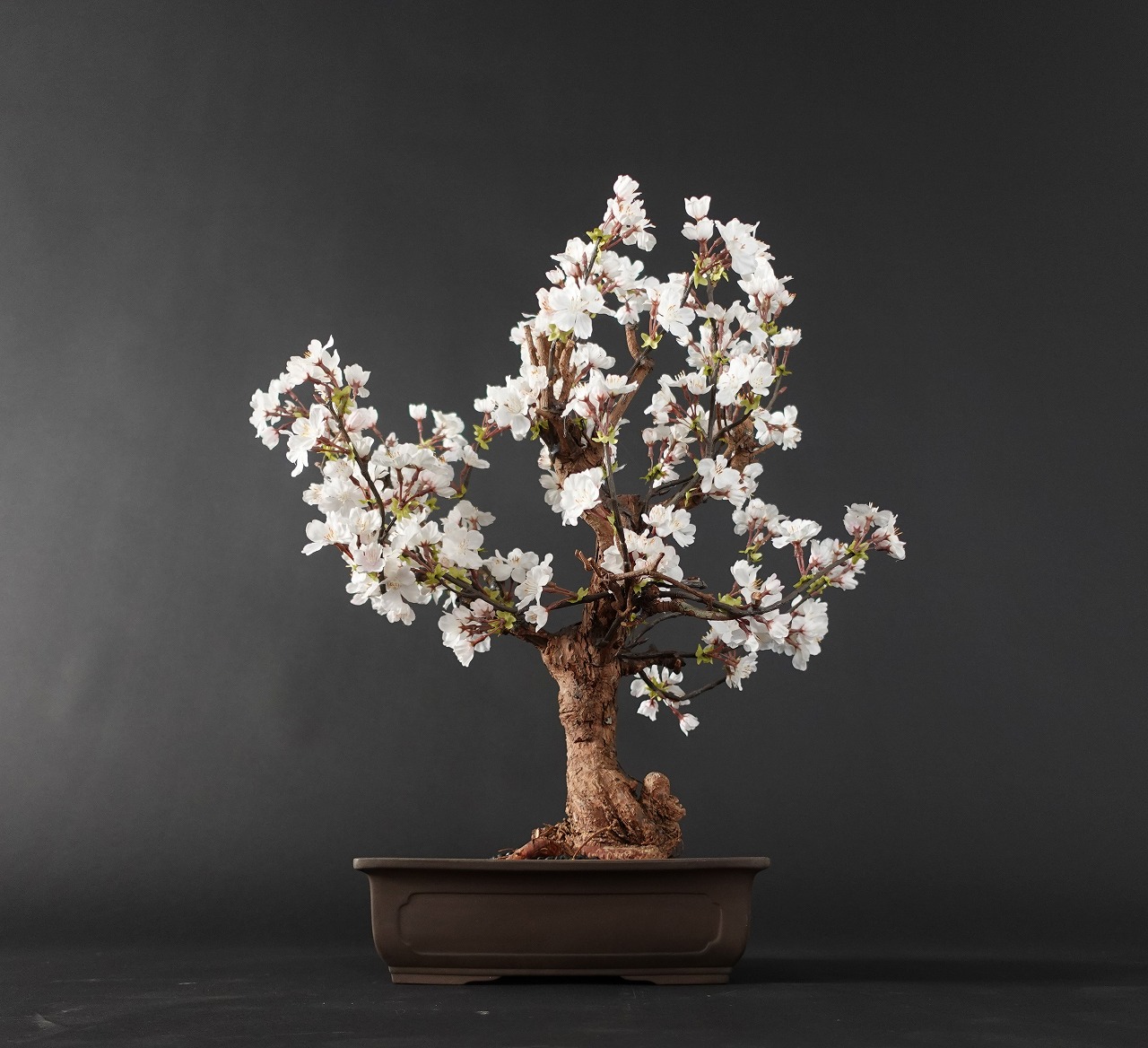 ドライ盆栽【桜】 DRY BONSAI | DRY BONSAI｜ドライ盆栽｜枯れ盆栽