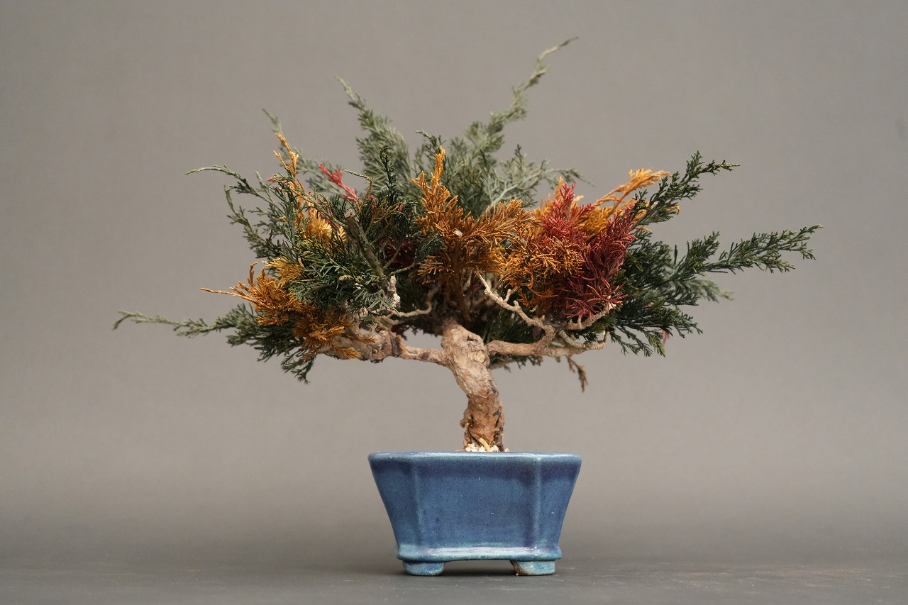 ドライ盆栽®【末広がりⅡ】 DRY BONSAI | DRY BONSAI｜ドライ盆栽