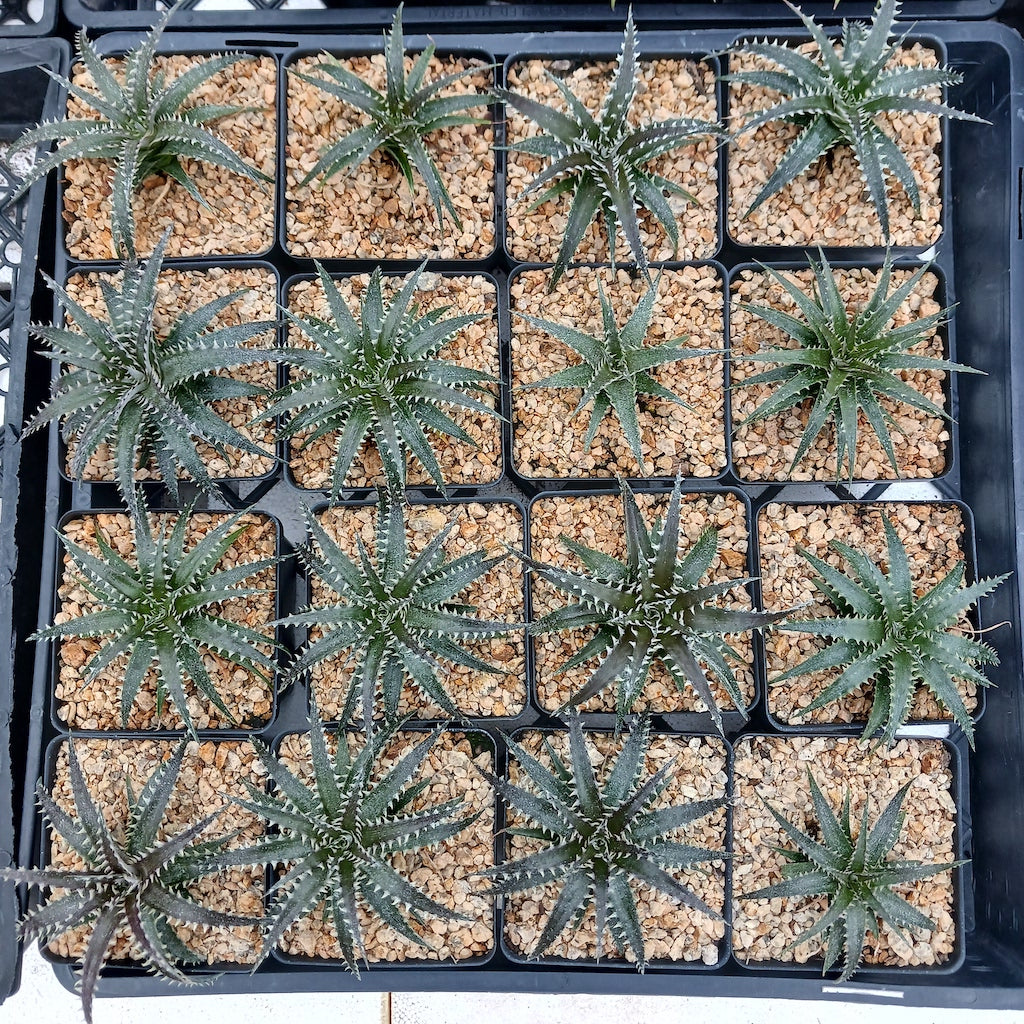 子株付き Dyckia 'Brittle Star' F3 D043 ⑴ Dyckia 'Brittle Star
