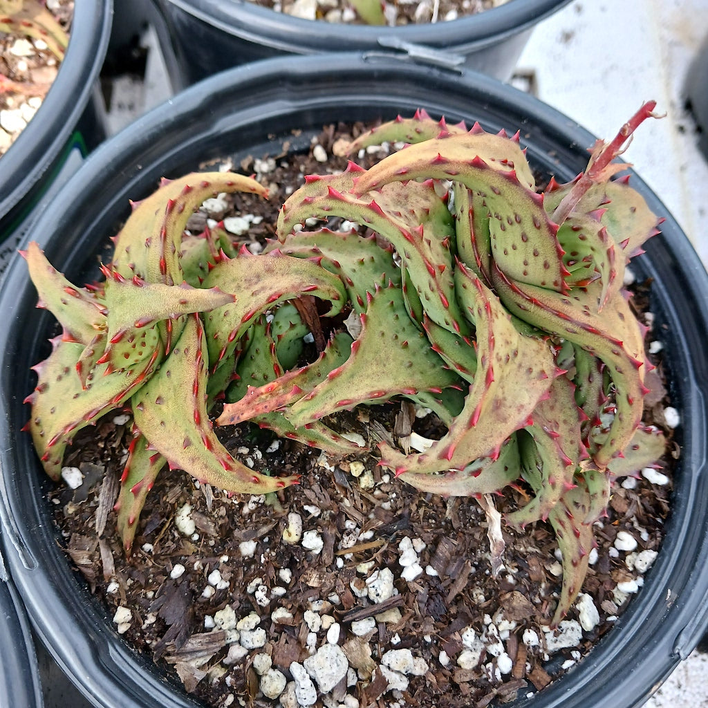 Aloe castilloniae - 1ga – dryoasisplants