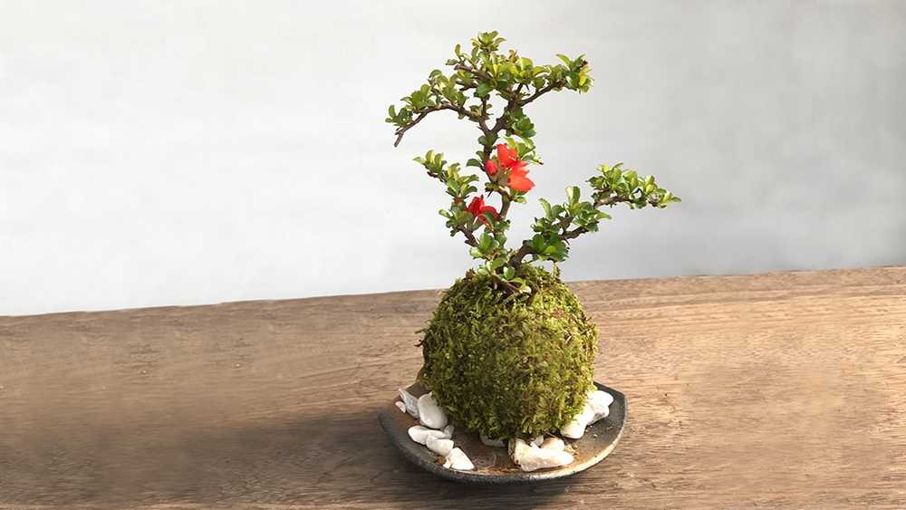 縁起のいいギフトに！年に数回赤い花が咲く「紅長寿梅の苔玉・黒備前小