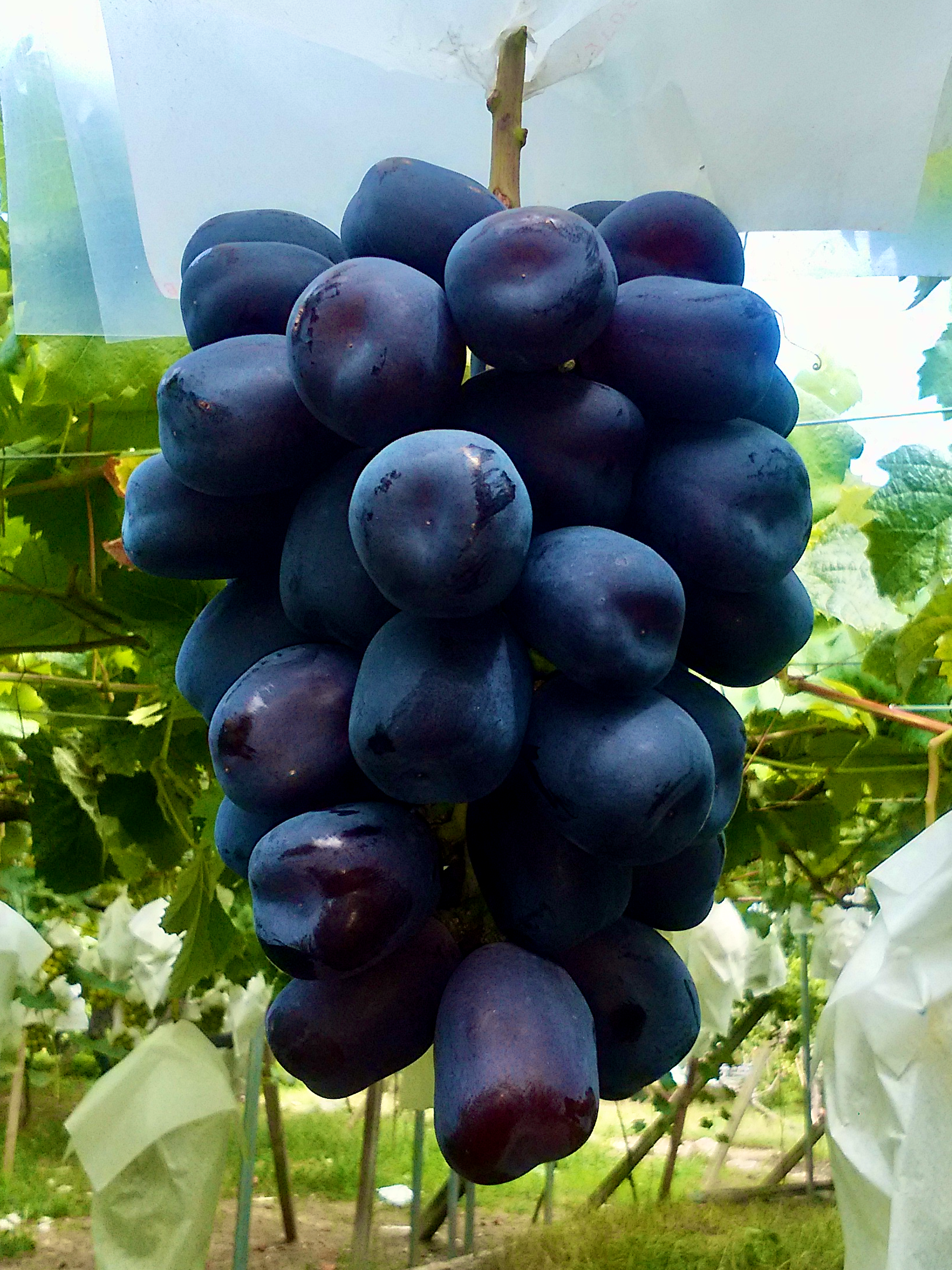 苗木】2026年秋 富士の輝® 限定2本セット品【予約商品】【11月便