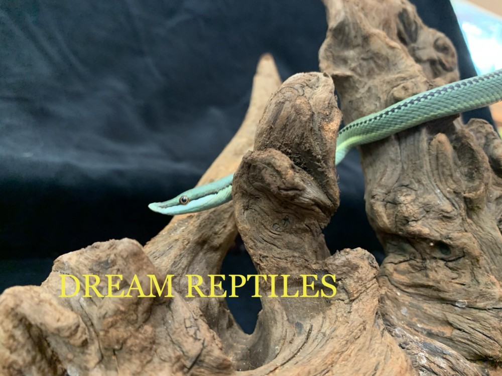 バロンコダマヘビ スーパーブルー 2ペア限定！ | DREAM REPTILES