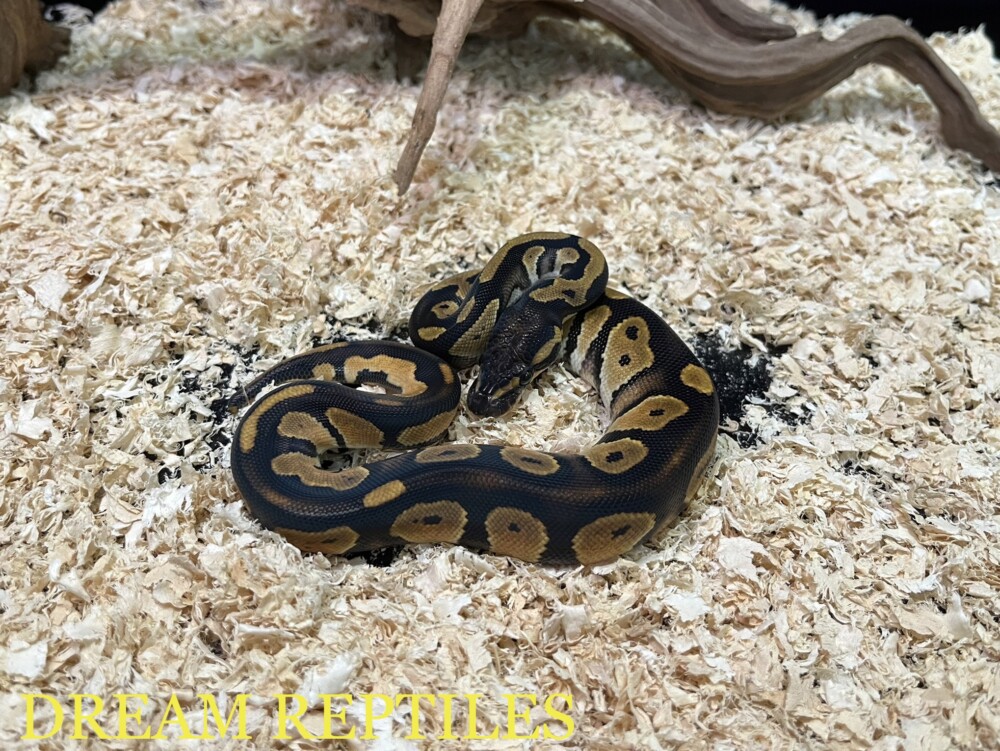 ボールパイソン ブラックヘッドオレンジドリーム オス | DREAM