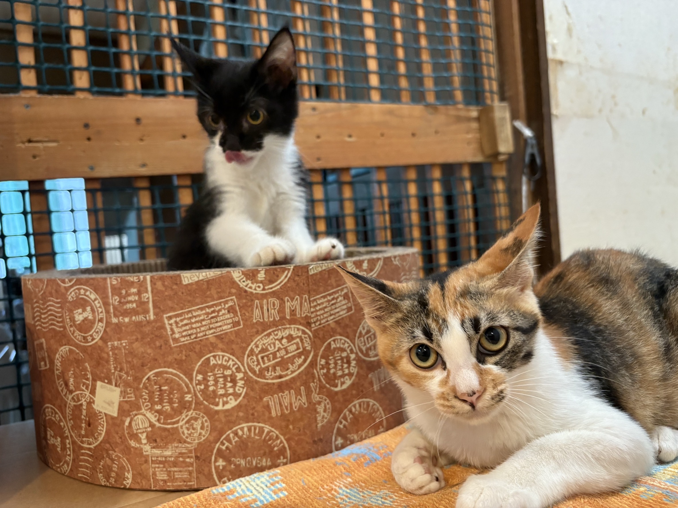 三毛猫 マチコちゃん、トライアル決定 | NPO法人ドリームキャット