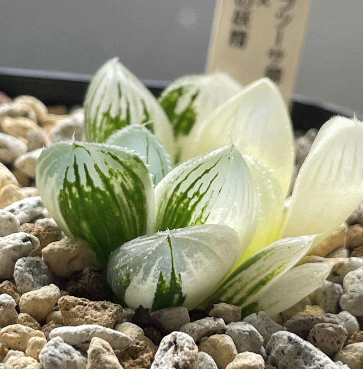 白蛇伝を育てます！！！購入時の注意点や育て方紹介 | Dミックスの