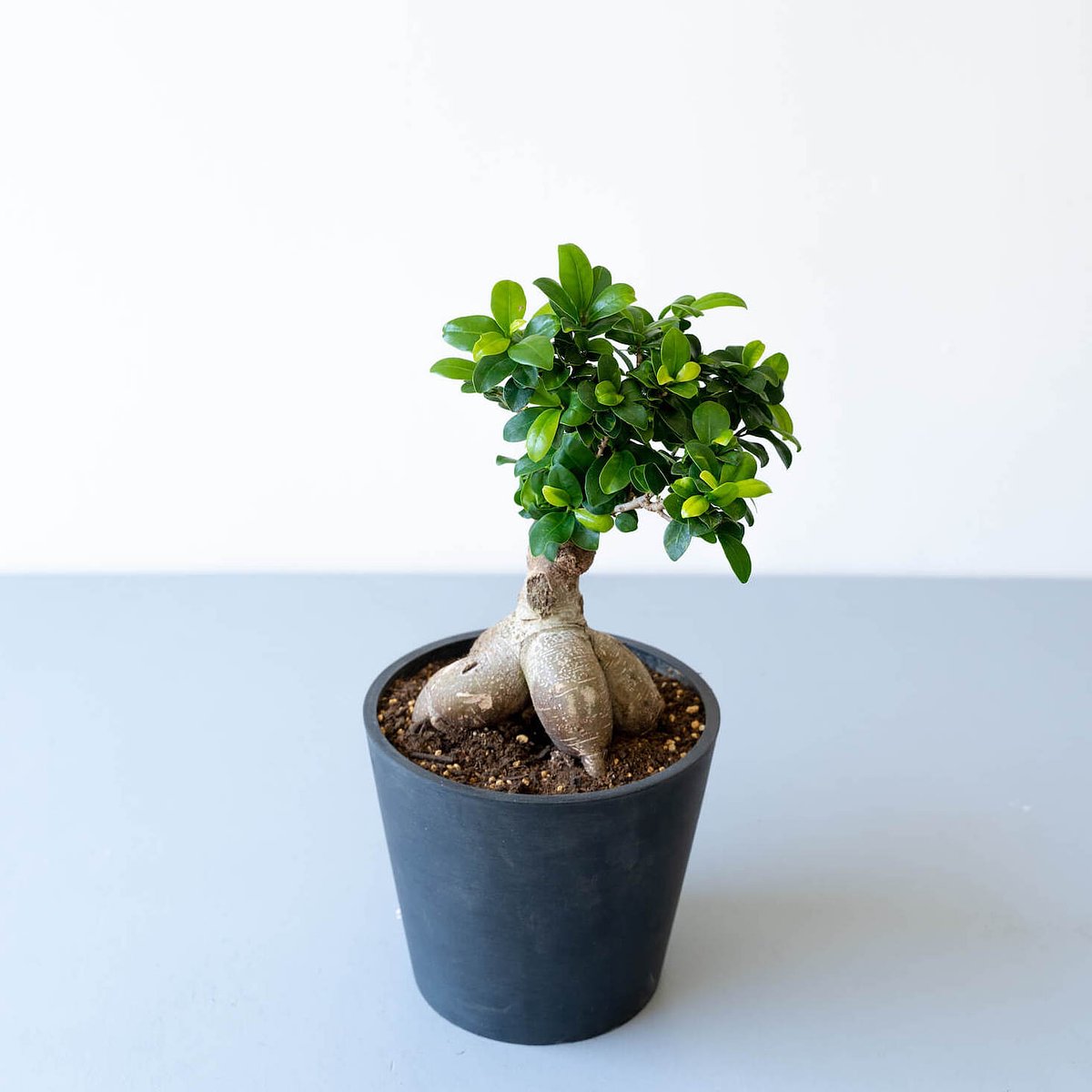 観葉植物 多幸の木／ガジュマル Msize | AND PLANTS (アンドプランツ