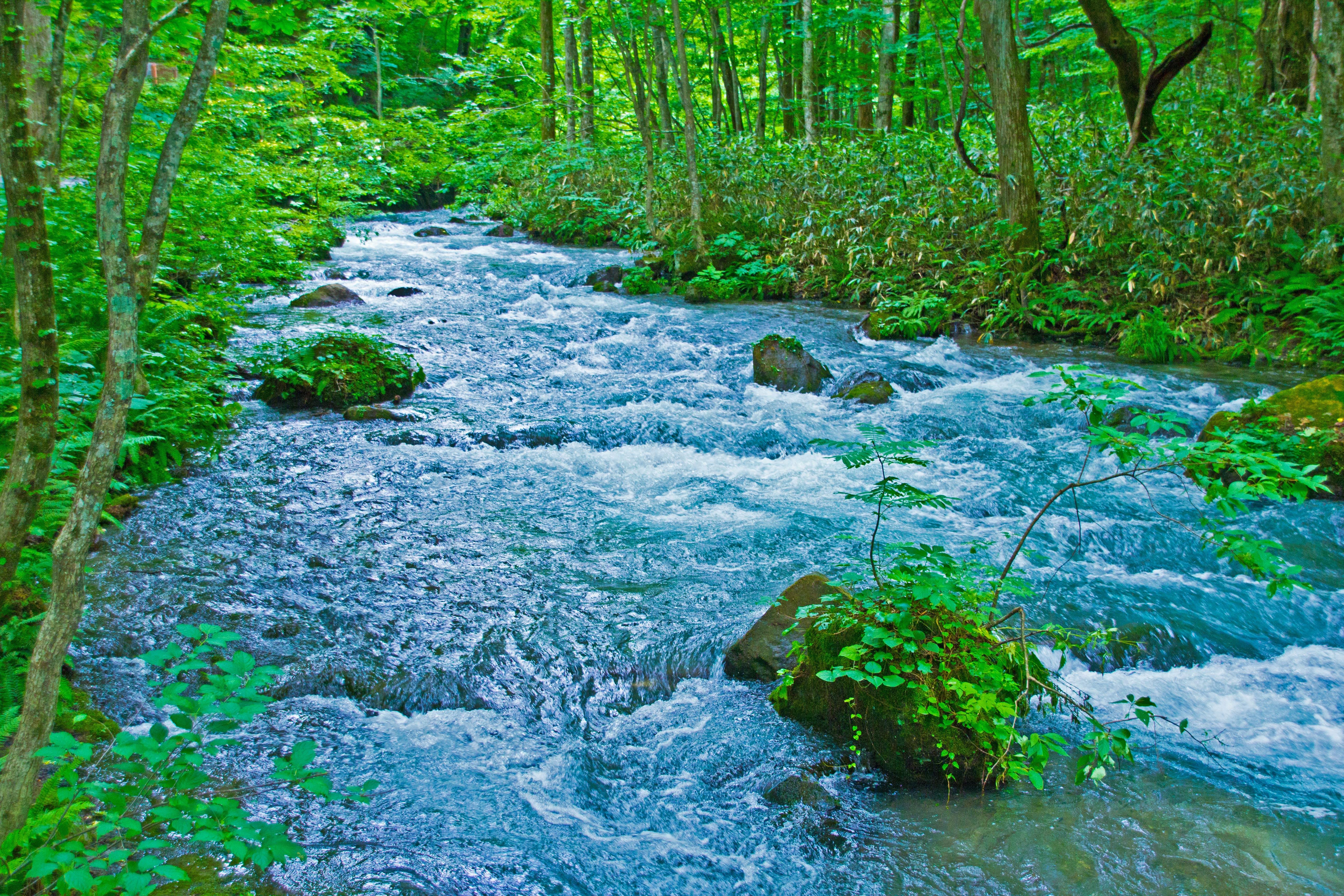 2026年 奥入瀬渓流 - 出発前に知っておくべきことすべて