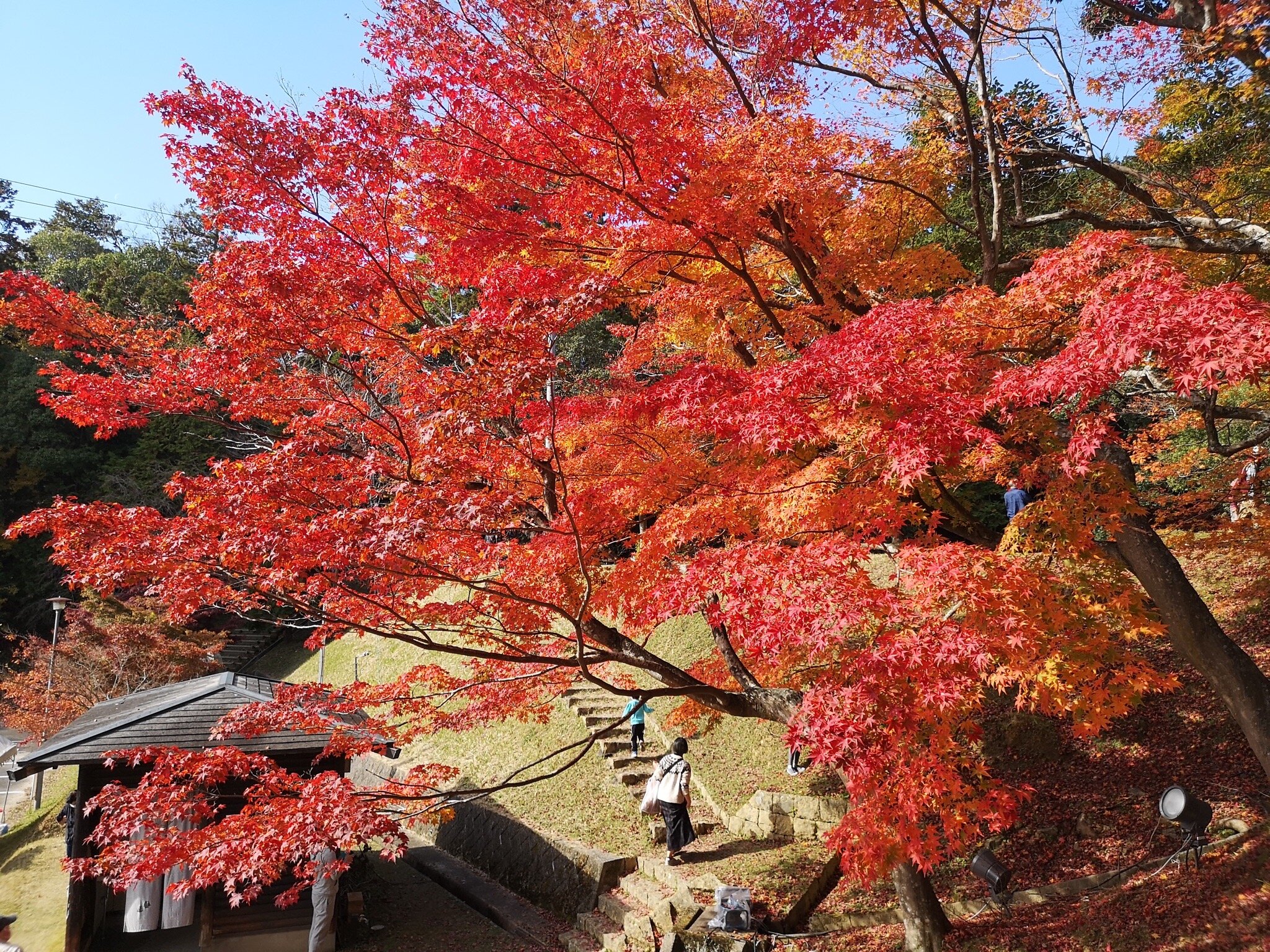 2026年 最上山公園もみじ山 - 出発前に知っておくべきことすべて