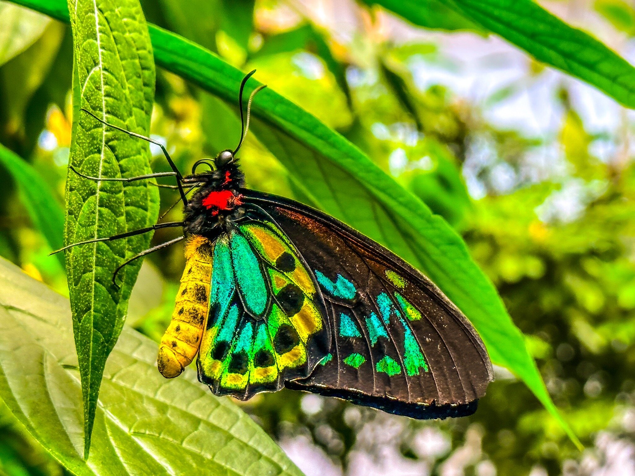 Magic butterfly conserty (2026) - All You MUST Know Before You Go