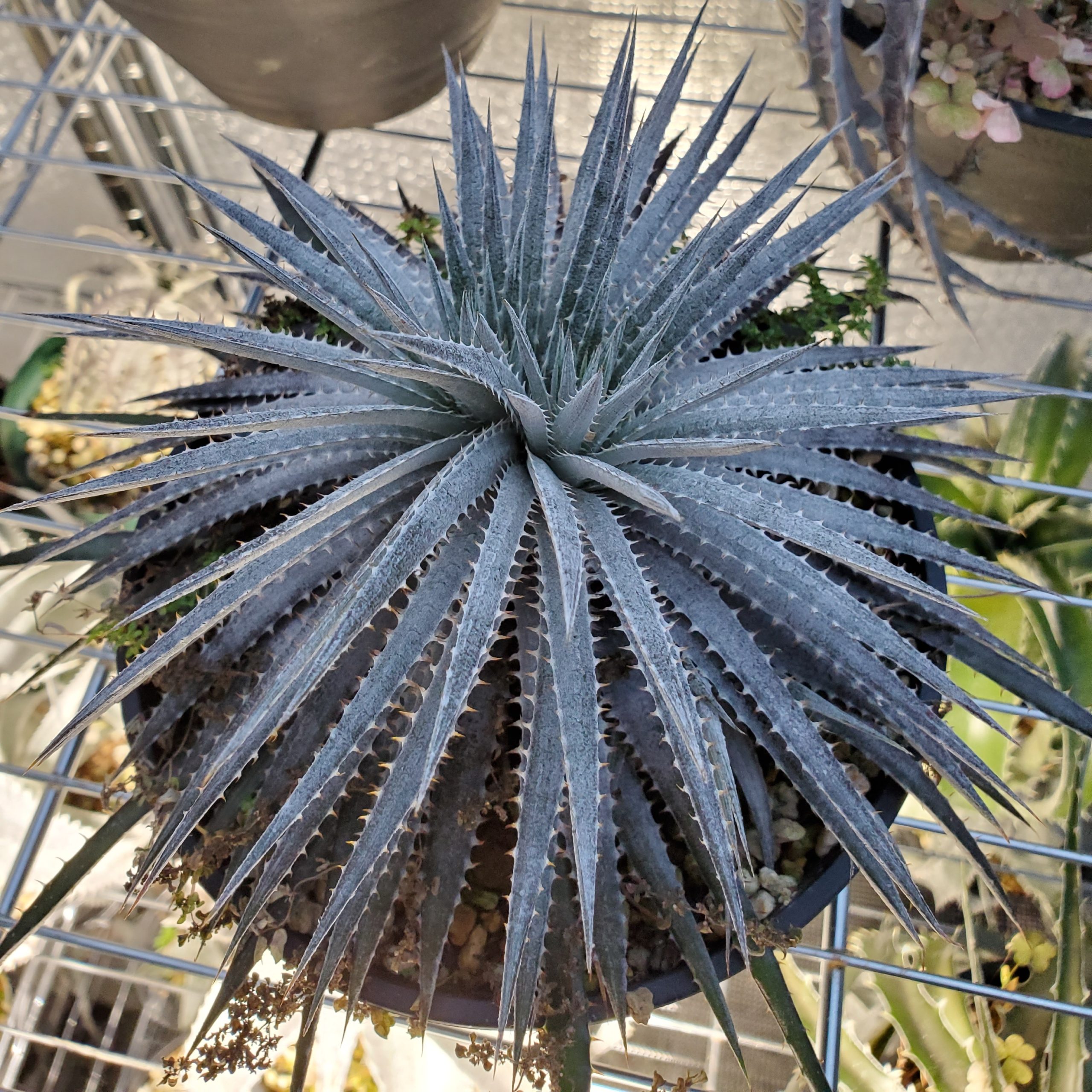 ディッキア・ヘブディンギー：Dyckia hebdingii | Dyckia Maniax