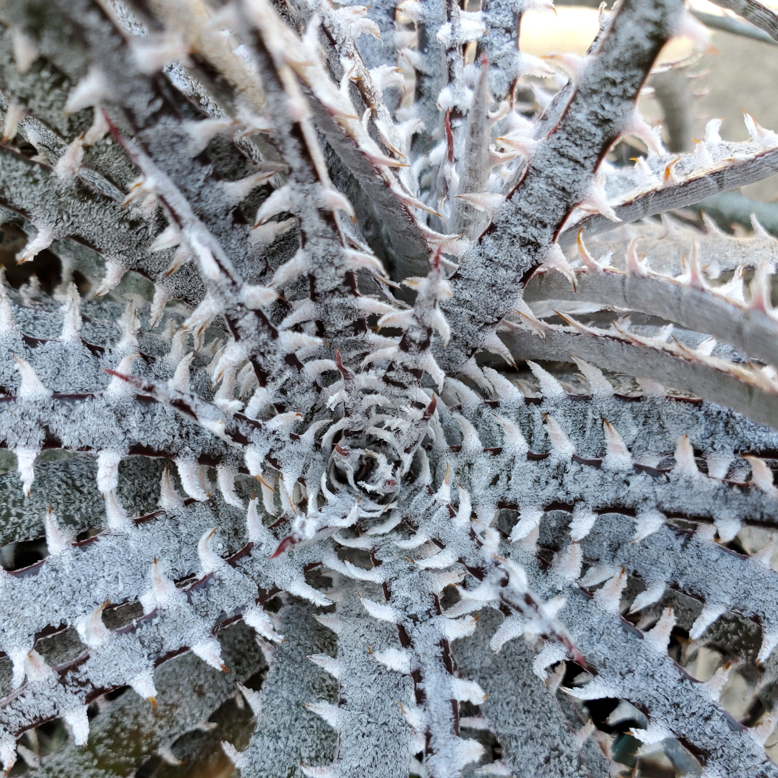 ディッキア・フォステリアナ：Dyckia fosteriana 'Special Spine