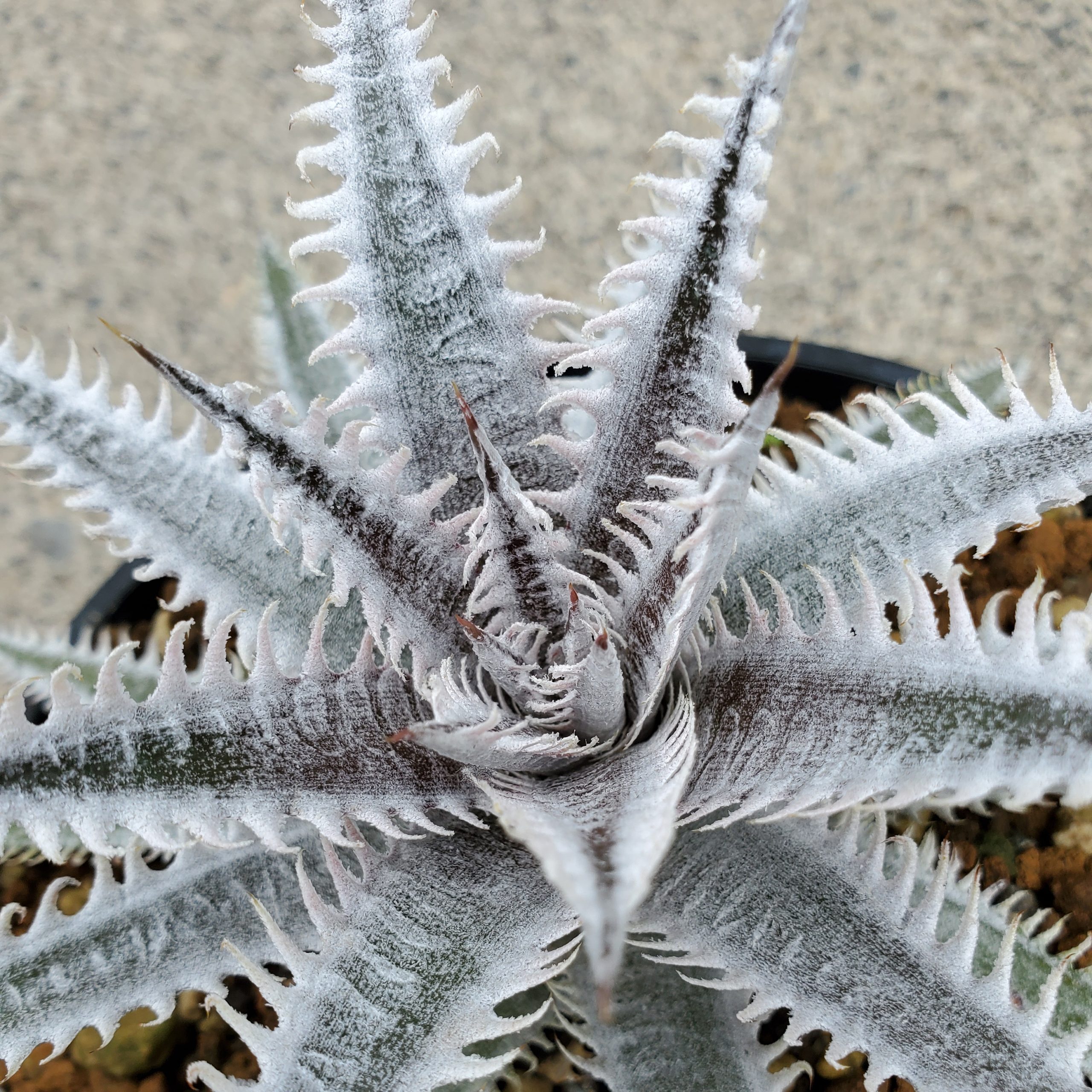 ディッキア・ジパング：Dyckia 'Zipang' | Dyckia Maniax