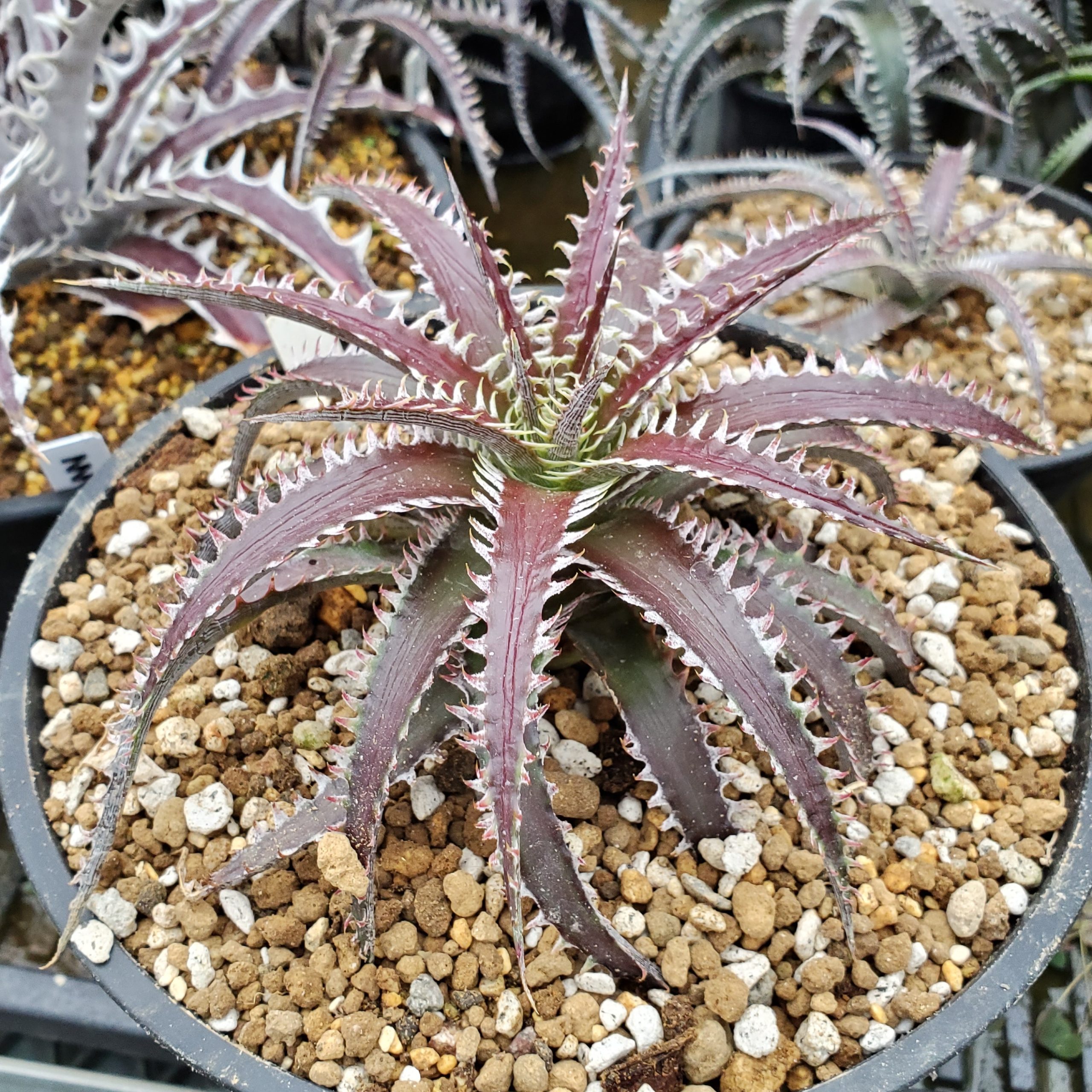 ディッキア：Dyckia dawsonii Hybrid 'Purple Silver' x 'Big Boy