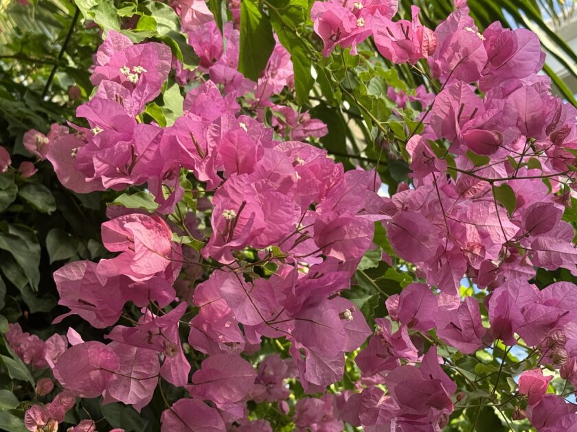 ブーゲンビレア｜只今の見頃｜はままつフラワーパーク【公式サイト】
