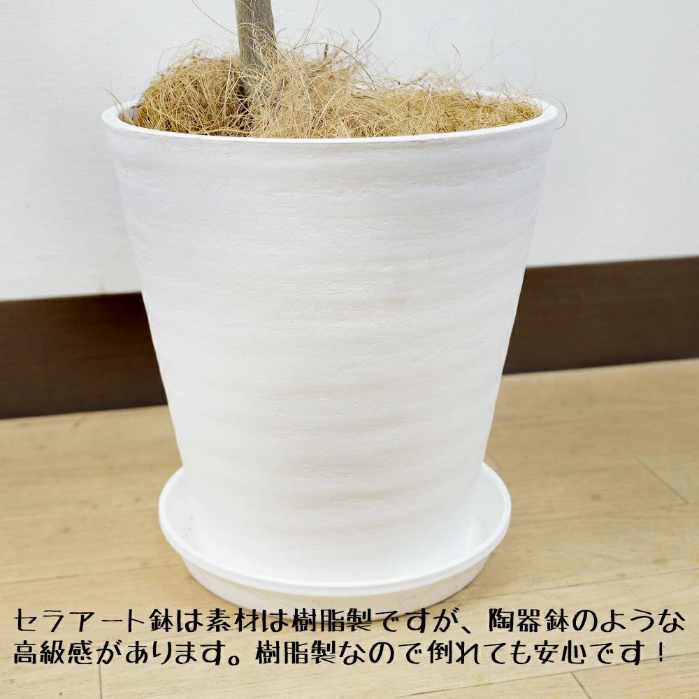 フランスゴムの木8号幹曲がりセラアート鉢仕立て – カワナミ