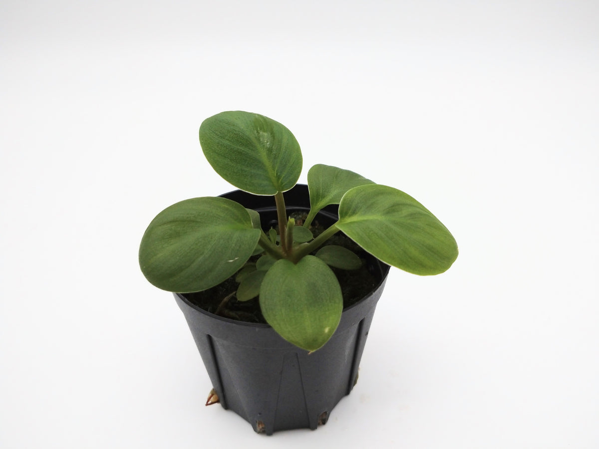 KZT便】ホマロメナsp. Sumatera utara LA0818-02 F1 月輪セルフ実生