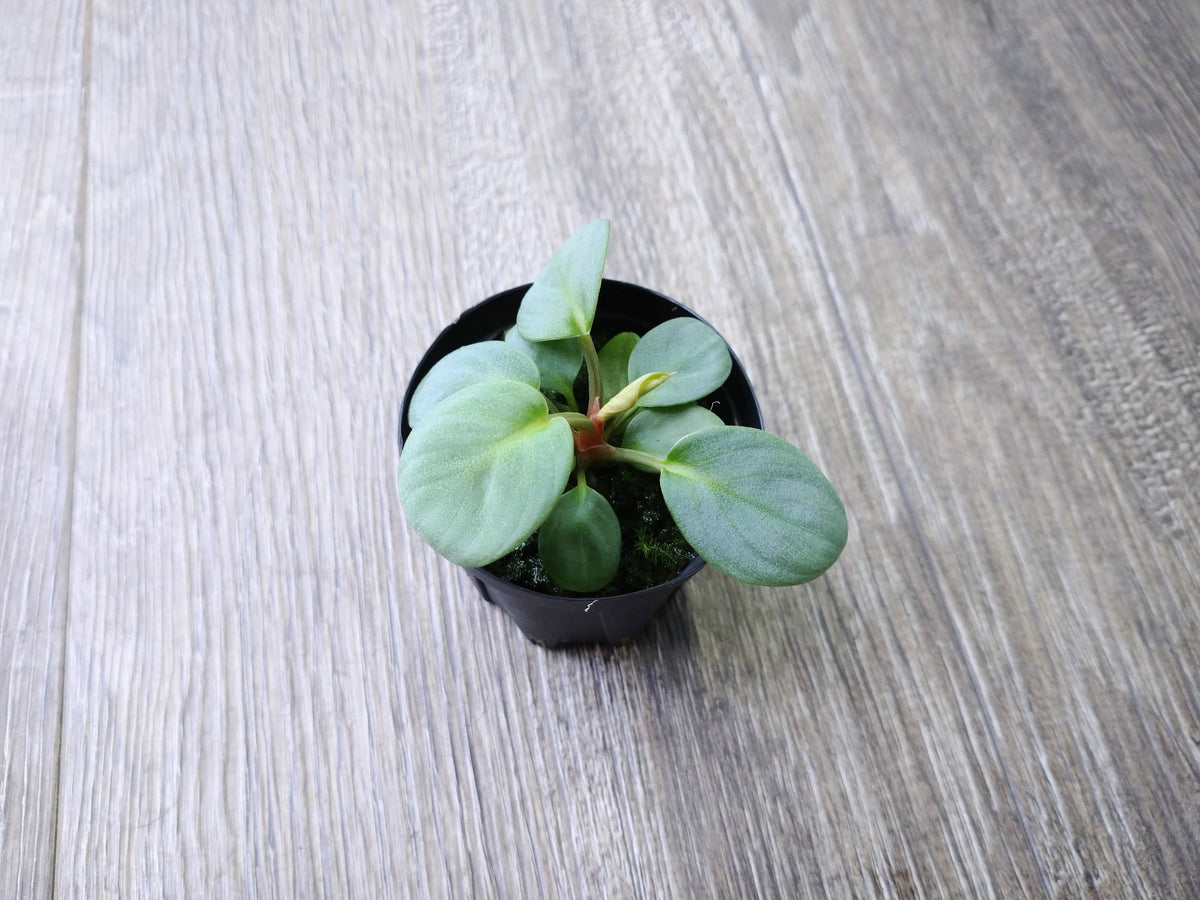 KZT便】ホマロメナ sp. '月輪' Sumatera utara LA0818-02 F1 Rec130