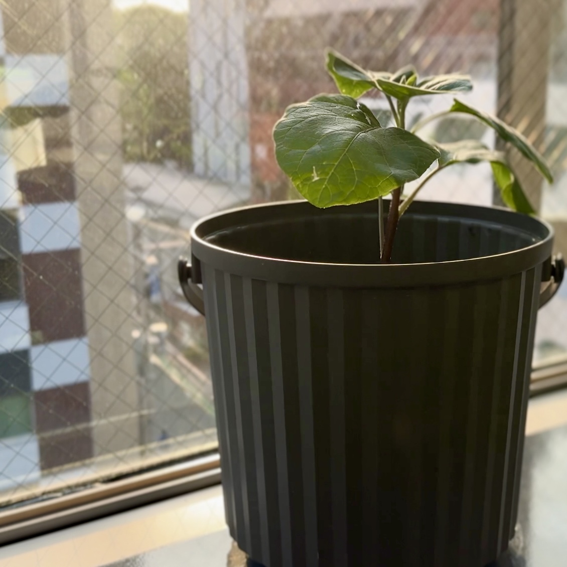 IKEAのおしゃれな容器でナス栽培！（エコゲリラ店長の独り言） | eco