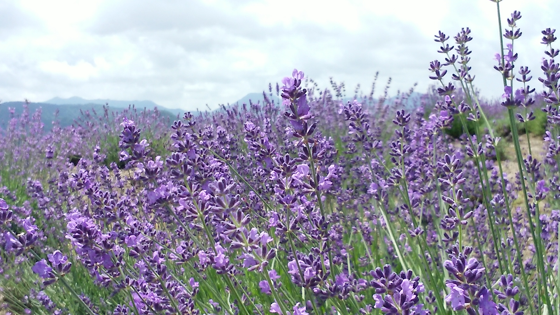 ラベンダー | 越後ハーブ香園入広瀬