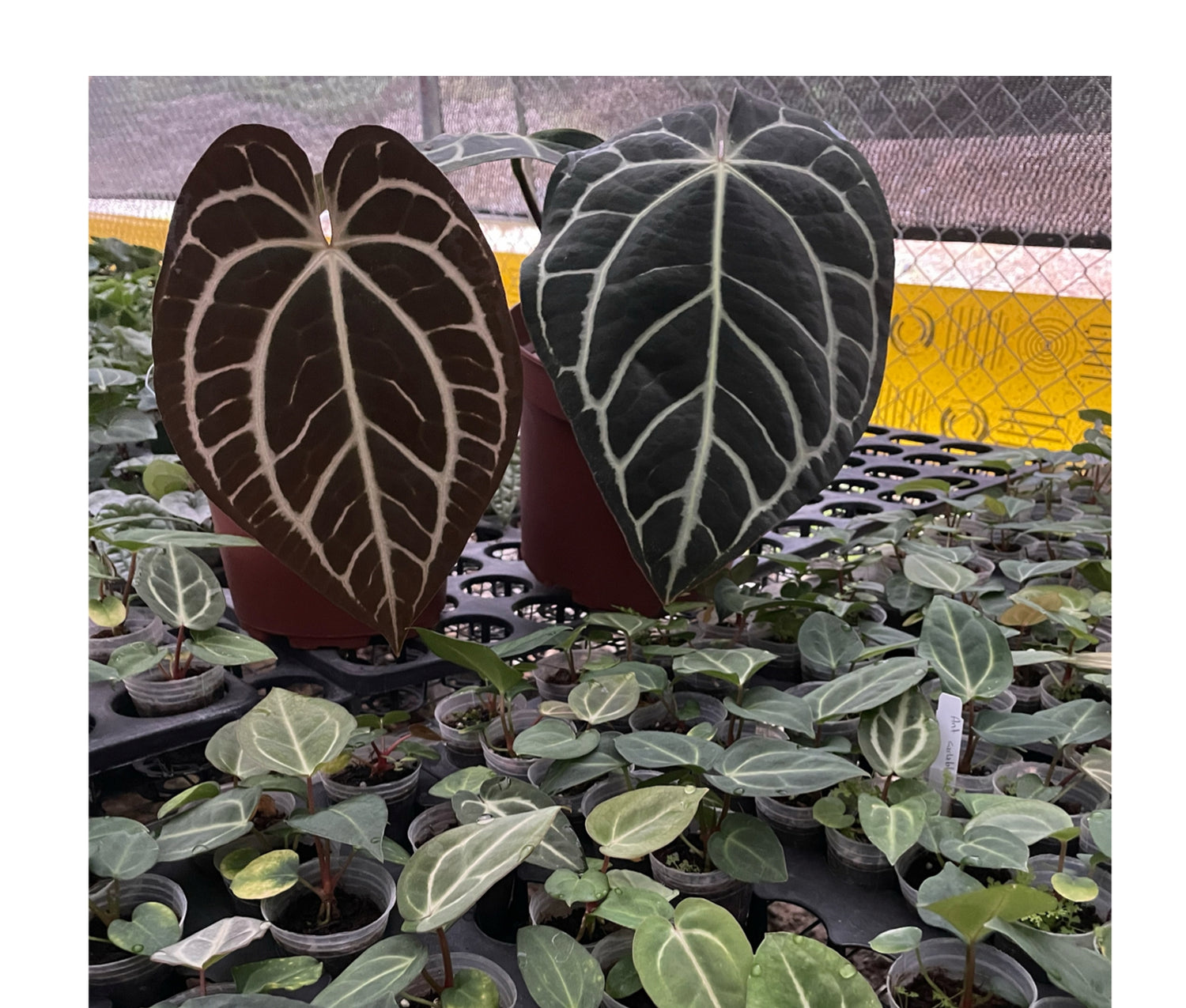 Anthurium carlablackiae (seedling) — Ecuagenera Orquídeas del Ecuador