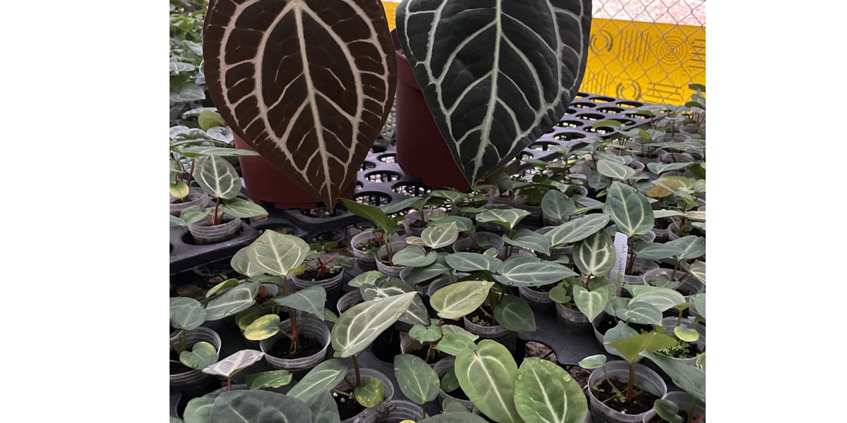 Anthurium carlablackiae — Ecuagenera Orquídeas del Ecuador