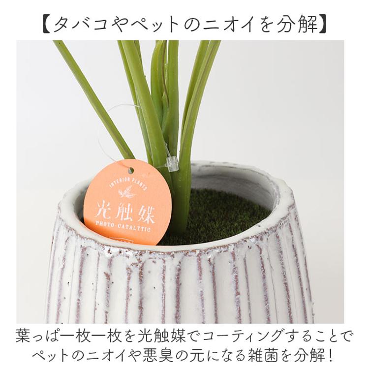 光触媒 人工観葉植物 通販 フェイクグリーン インテリアグリーン