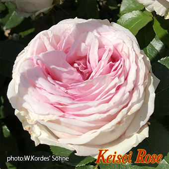 マカロン ピンク 長尺｜【京成バラ園】バラの通販