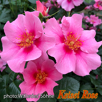 シー ユー イン ピンク 大苗(4.5号角鉢)｜【京成バラ園】バラの通販