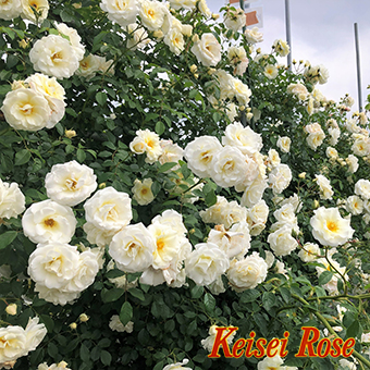 真白（ましろ） 大苗(4.5号角鉢)｜【京成バラ園】バラの通販