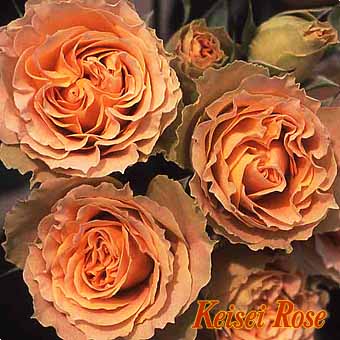 アンティーク レース 大苗(4.5号角鉢)｜【京成バラ園】バラの通販