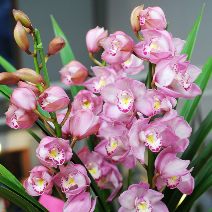 シンビジウム シンビジューム 5本立 ピンク系 鉢花・鉢植え・寄せ鉢