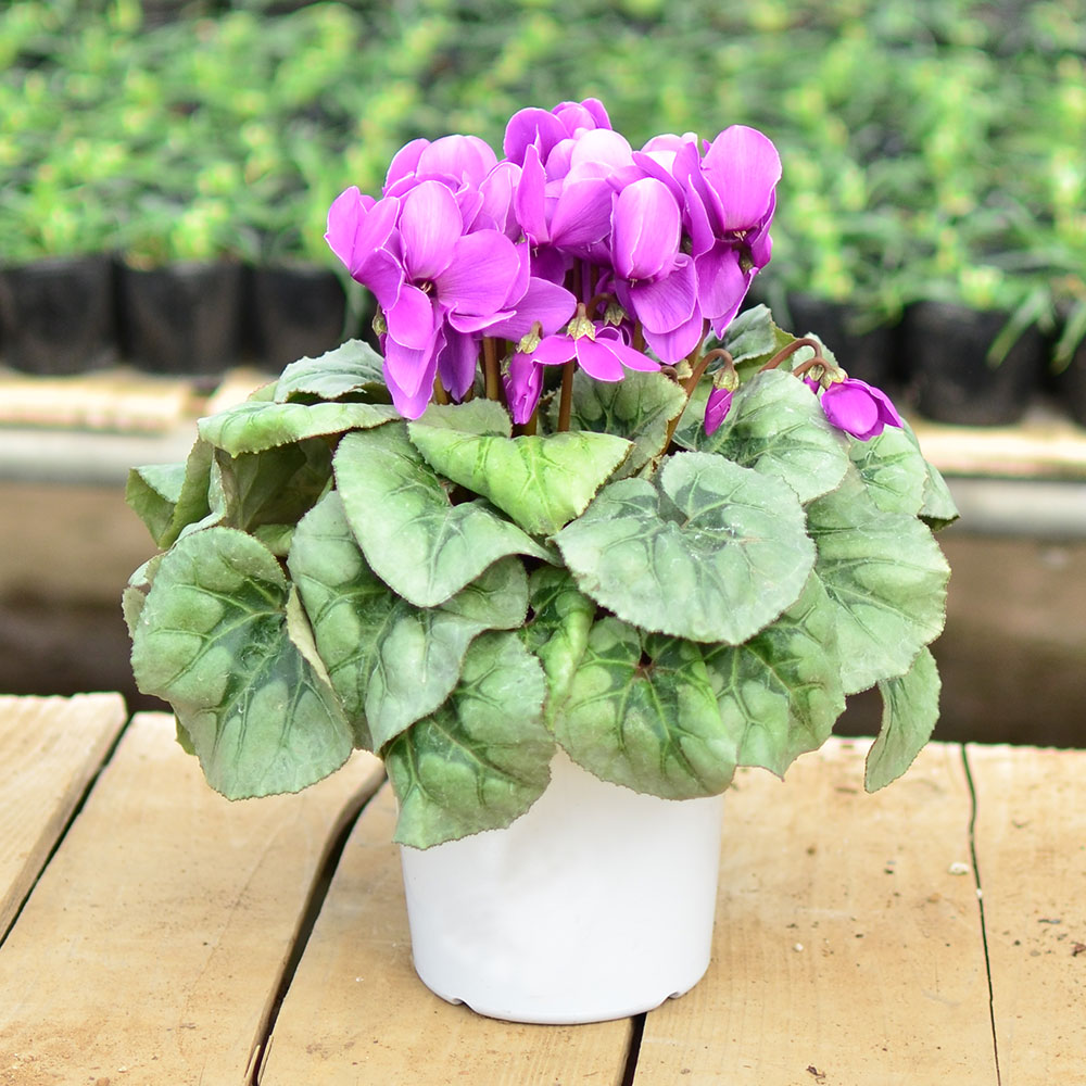 シクラメン セレナーディア アロマブルー 5号鉢 鉢花・鉢植え・寄せ鉢