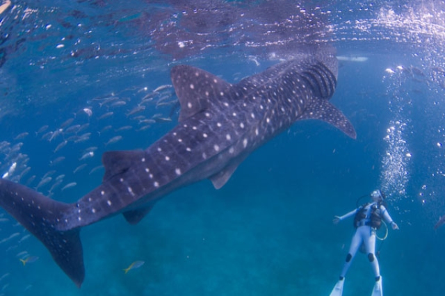 ジンベエザメウォッチングツアー :: エメラルドグリーンダイビングセンター