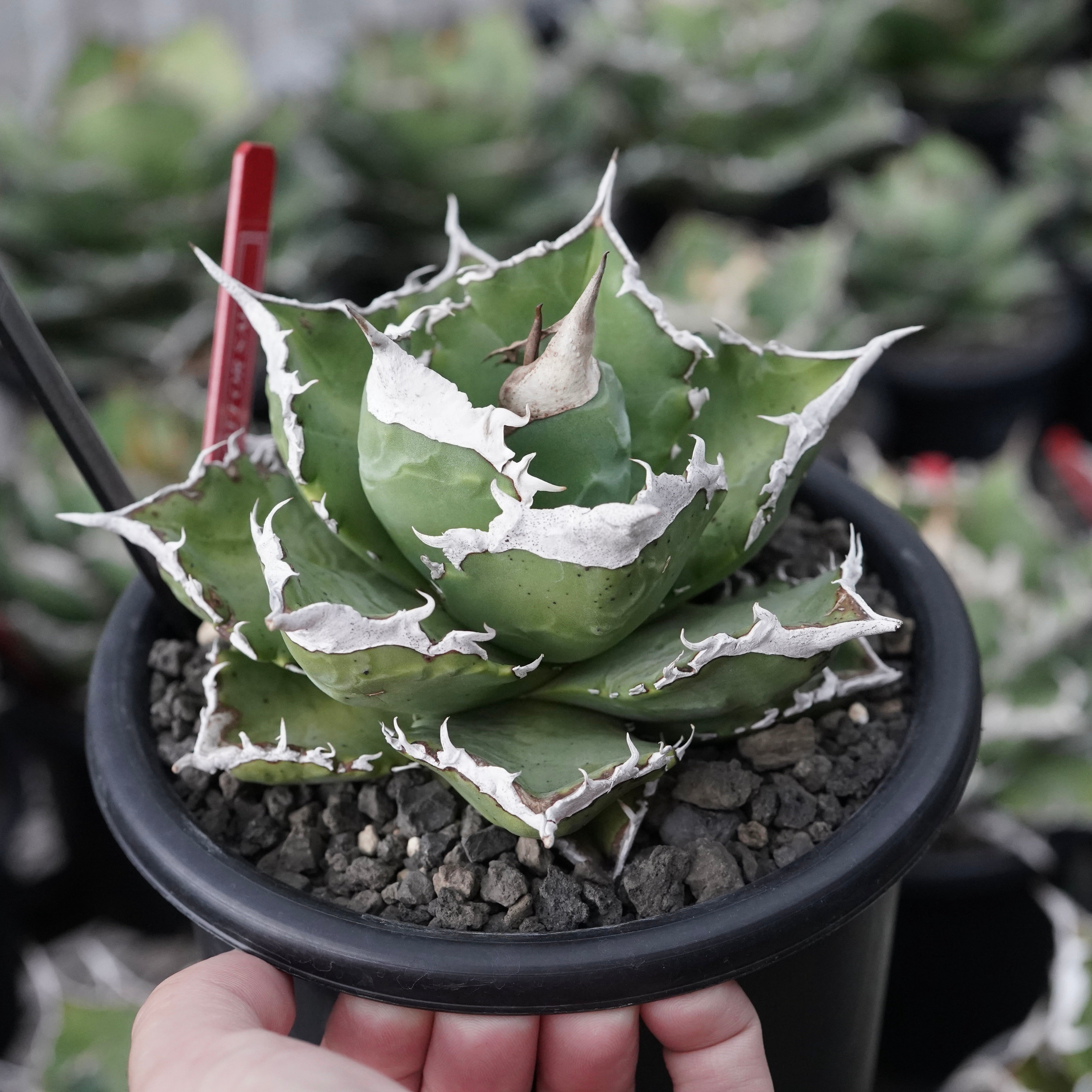 発根済 アガベ スーパーチタノタ cactus green カクタスグリーン 8